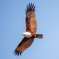 Brahminy Kite